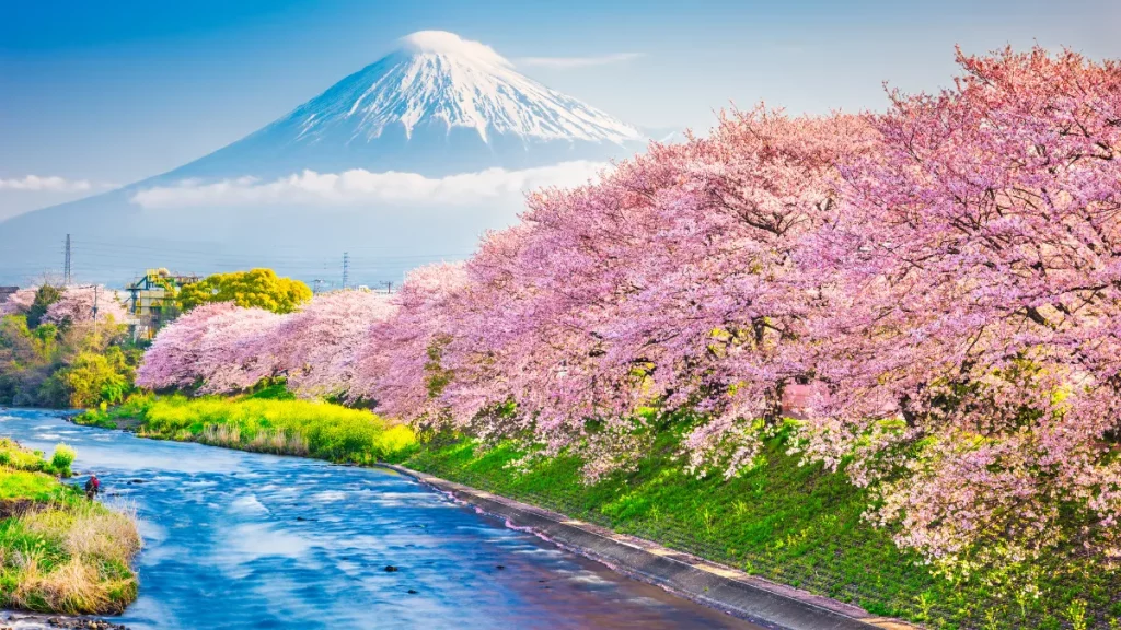 musim semi jepang