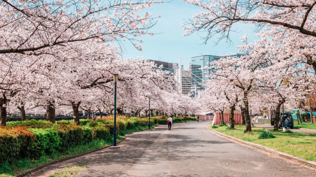 Musim Semi & Bunga Sakura: Hanami yang Menyegarkan Jiwa