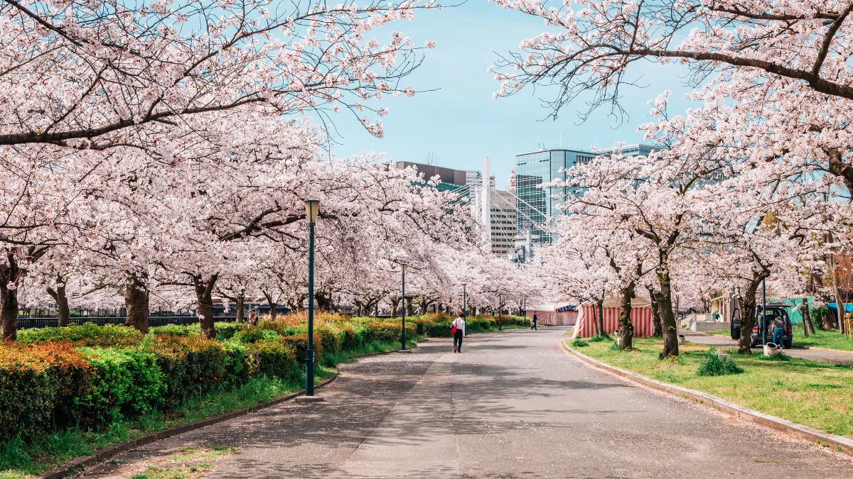 Musim Semi & Bunga Sakura: Hanami yang Menyegarkan Jiwa